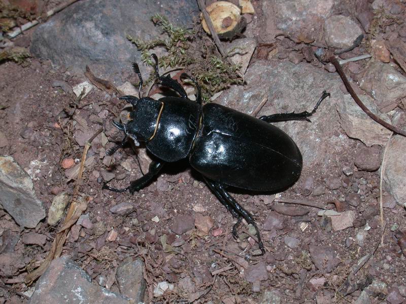 Lucanus cervus - Cervo volante